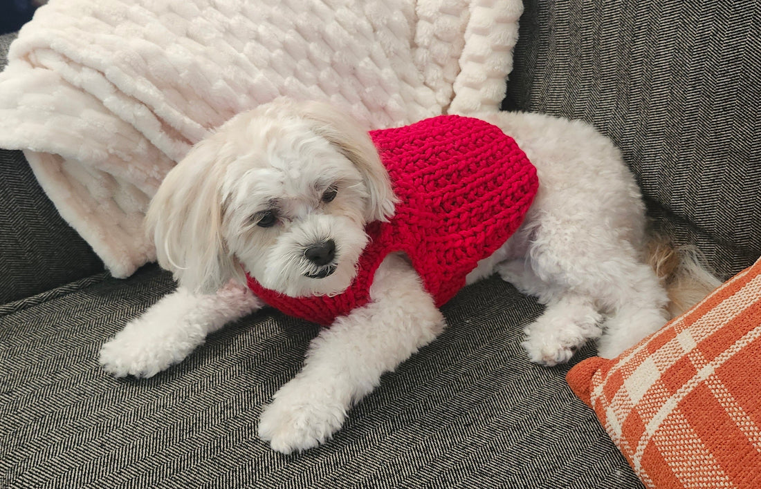 Small dog wearing a handmade boho turquoise knit sweater outdoors by Luniquedesigns