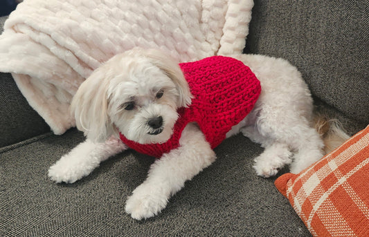 Small dog wearing a handmade boho turquoise knit sweater outdoors by Luniquedesigns