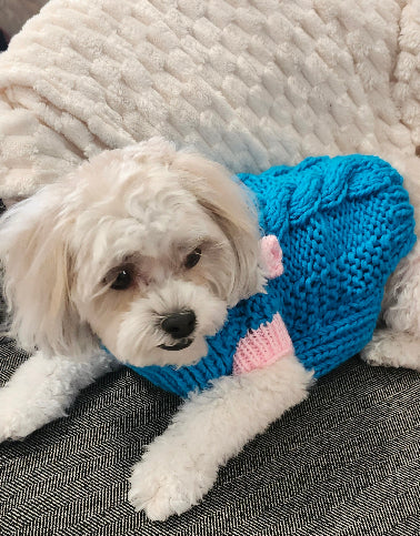 Knit sweater dog